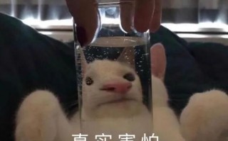 去年夏天的沙雕文案搞笑，去年夏天的沙雕文案搞笑图片