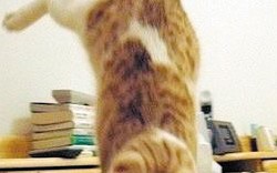 恶搞玩具恶搞小猫视频，恶搞玩具恶搞小猫视频大全