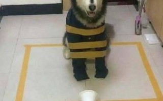 恶搞哈士奇视频吃饭图片，恶搞哈士奇视频吃饭图片大全