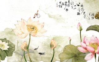 荷花恶搞模板视频，荷花恶搞模板视频大全