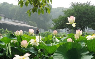 湛江荷花游玩攻略，湛江荷花游玩攻略大全