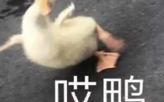 自拍的沙雕语录文案，自拍的沙雕语录文案短句