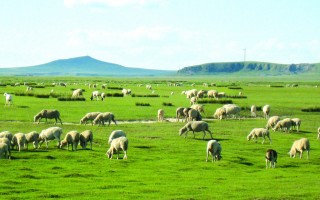 草原游玩组团游玩攻略视频，草原游玩组团游玩攻略视频大全