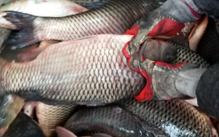 印度恶搞鲤鱼视频大全，印度恶搞鲤鱼视频大全集