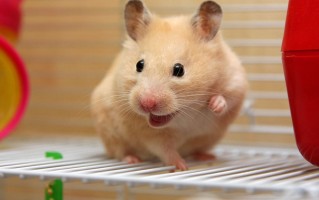 仓鼠妈妈恶搞视频大全，仓鼠妈妈恶搞视频大全下载