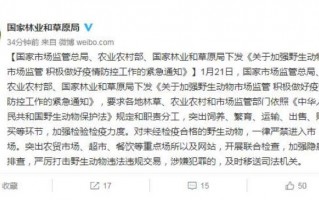 违章动物歌词，违章动物歌词完整版