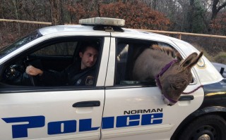 恶搞路人被警车带走视频，恶搞路人被警车带走视频大全