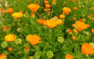 草长莺飞游玩攻略，草长莺飞下一句是什么意思